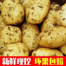 新鲜黄心土豆大马铃薯洋芋现挖现发5/10斤 10斤