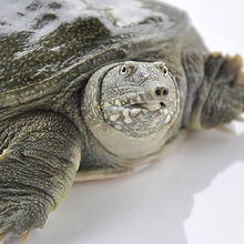 甲鱼 2斤外塘大甲鱼活体生态王八中华鳖老鳖苗团鱼 黄皮甲鱼 【2.5斤装】