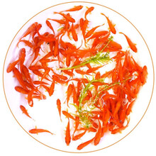 鱼多趣 锦鲫活体 草金鱼 观赏鱼淡水鱼冷水鱼 50条送10条（3-5cm）