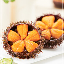 吉海仙海胆海胆黄 海胆500g