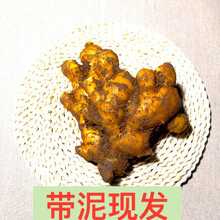 生姜新鲜大黄姜老姜生姜月子姜生姜2/5/8斤 【现挖现发】优选5斤装