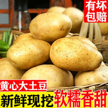 高原新土豆新鲜现挖马铃薯洋芋黄皮黄心农家自种蔬菜 【土豆带箱9-10斤装】 【大果】