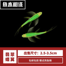 豆乐奇 斑马鱼 淡水鱼 观赏鱼 小型鱼 热带鱼 蓝莓斑马蝶翼斑马 灯科鱼 群游鱼 好养易活 新手鱼 翡翠绿蝶翼斑马2条（3-4cm）