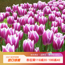 【虹越】2021荷兰进口郁金香种球 5度球3球装 阳台庭院多年生球根花卉预售 塞纳达蓝 （预计11月底发货）