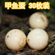 新鲜食用甲鱼蛋乌龟蛋 30枚装破损包坏