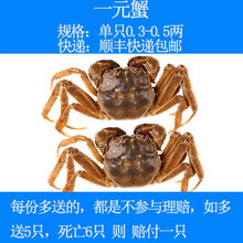 现货大闸蟹鲜活小螃蟹一元蟹0.3-2.6两河蟹小闸蟹发财蟹水产海鲜 一元公50只加20只