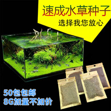 迷你对叶 前景草大叶珍珠水草种子 鱼缸造景装饰水草种子 爱情草10克