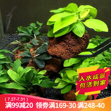 云峰海瑞水草活体鱼缸水族箱造景装饰真火山石水草活体懒人草造景活水草爬地迷你矮珍珠坨草 单头黄金榕火山石（新手随便养）