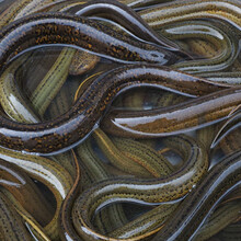 大号特大条王新鲜长鱼小盘鳝 1斤【盘鳝】(10-19条/斤) 活体发货(包活到家)