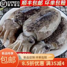 新鲜墨鱼冷冻大墨鱼墨斗鱼海捕 海鲜水产 3斤(家庭装) (1斤以上)一只