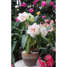 荷兰进口重瓣朱顶红种球大球盆栽花卉观花植物室内花四季开花绿植 花精灵+肥料+多菌灵 12+