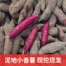 临安天目山小香薯新鲜现挖板栗红薯番薯粉糯香甜鸡蛋薯地瓜5斤装 5斤装大果【粉糯无筋】