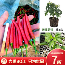 大禹 盆栽蔬菜苗大全树苗带盆带土栽好辣椒苗草莓苗五彩椒苗根系发达西红柿小番茄苗子秋季菜苗四季阳台种植 盆栽单生朝天椒苗 2盆【带盆栽好】
