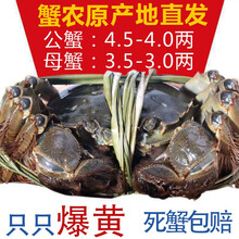 现货蟹鑫鑫大闸蟹鲜活特大螃蟹公蟹4.5两母蟹3.5两10只礼盒装鲜活水产生鲜海鲜 公（5.4-5.8）母（4.4-4.8）两8只