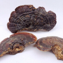 灵芝野生天然深山正宗野生赤灵芝无柄赤芝灵芝切片野灵芝泡酒料 10厘米以上直径野生无柄灵芝250克