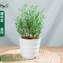 迷迭香室内水培柠檬新鲜薄荷叶植物绿植花苗 迷迭香(白螺纹盆) 含盆