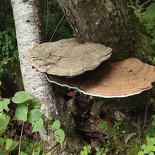 灵芝野生平盖灵芝长白山树舌整枝灵芝茶粉免费切片孢子粉 平盖灵芝1斤（产地吉林发出）
