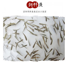 喂乌龟料小鱼活体草鱼苗鲫鱼苗食蚊鱼活体饲料鱼龙鱼饲料淡水鱼苗 饲料鱼50条 2cm左右
