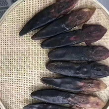 东北正宗梅花鹿尾巴干鹿尾巴精10克药材泡酒煲汤药材马鹿尾 梅花鹿净尾47克左右