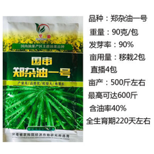 油菜籽种子杂交高产耐寒抗倒伏出油率高    郑杂油一号（原装90克）