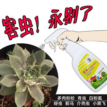 兰景天 花卉杀虫剂 喷雾家用花药 小黑飞蚜虫腻虫白粉虱蚧壳虫介壳虫小飞虫蓟马盆栽绿植蔬菜 植物通用 围清750ml+水溶肥【广谱杀虫,不杀红白蜘蛛】
