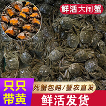 现货鲜活小螃蟹活的一元蟹两元蟹母蟹毛蟹大闸蟹河蟹母包赔 欧登城娜 1.9-2.2两6只全母