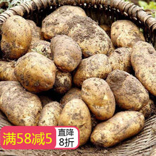 贵州土豆新鲜威宁洋芋发黄心马铃薯农家自种新果现发 5斤净重 大果