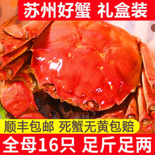 【活蟹】苏州大闸蟹礼盒装 全母鲜活螃蟹 龙行六月黄大闸蟹超大活体生鲜海鲜现货 全母蟹3.5-3.8两 8只