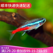 鱼官儿 灯鱼活体淡水鱼热带鱼宝莲灯观赏鱼草缸小型灯科鱼 红绿灯10条