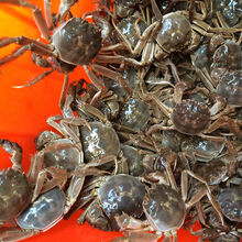 【活蟹】六月黄鲜活全母公小螃蟹大闸蟹海鲜水产蟹类 普米加罗 一元蟹50加10只共60只(不)