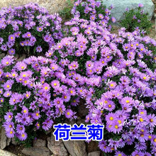 碧鼎 荷兰菊种子多年生宿根花种子四季种易活耐寒纽约紫菀庭院花草耐旱花卉种子花籽柳叶菊喜荫阳台盆栽草花 荷兰菊种子 500粒