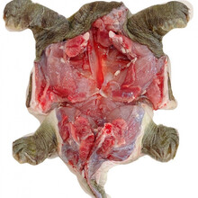 甲鱼批发现杀现发外塘生态老鳖鲜活甲鱼食用王八真空包装新鲜 净重【1.4-1.6斤】一只大甲鱼