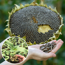 向日葵苗 商品搜索 京东