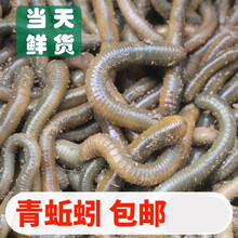 【顺丰速运】活体青蚯蚓鲜活黑蚯蚓钓黄鳝蚯蚓特大臭蚯蚓地龙松土蚯蚓钓鱼活饵 半斤通货 (发中通)