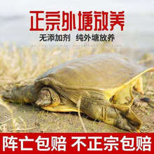 鲜美惊 正宗外塘黄皮甲鱼黄油甲鱼缺斤少两包赔 2斤黄皮黄油公甲鱼