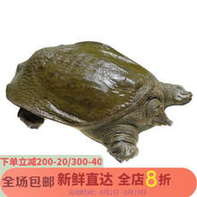 外塘放养活体鲜活大王八中华龟鳖苗 4斤(2只合计4斤)