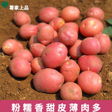 薯家上品新鲜现挖云南高山土豆农家自种红皮小土豆 红皮土豆10斤装
