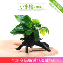 鱼缸水草造景真水草活体莫斯水草沉木水族箱懒人水草缸造景阴性水草水榕蜈蚣草绿菊后景植物套餐小鱼缸造景 小水蓉(单头)