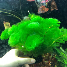 新手水草懒人鱼缸水草自带水草坨草品种很全小坨4厘米大坨8厘米 绿菊小坨