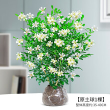 【顺丰发货】九里香盆栽植物盆景老桩树桩室内绿植驱蚊七里香带花浓香 九里香【5年苗浓香型】+【原土】 含盆【当年开花】