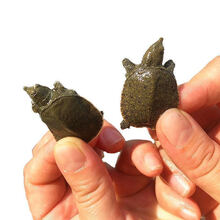 甲鱼活体团鱼生鲜水产龟王八散养 10只小甲鱼