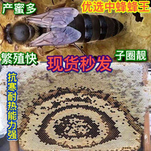 址鹿 中蜂蜂王种王种高产蜜蜂蜂王活体产卵王双色杂交王蜜蜂群 土蜂王处女王