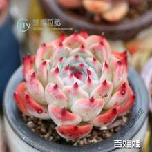 七夕情人节礼物蒂亚多肉植物大株老桩石莲花大号巨型肉含盆栽颗 吉娃娃[单头5cm左右] 不含盆