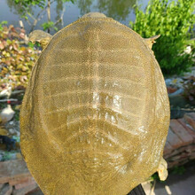 清水黄背黄油公甲鱼王八野外放养活体老鳖团鱼鲜活 3斤-3.4斤公甲鱼