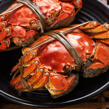 【活蟹】大闸蟹鲜活六月黄螃蟹公母蟹礼盒装海鲜水产蟹类 惟纳德 全母(2.3-2.8两)12只