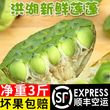 【顺丰空运/洪湖市直发】洪湖莲子 新鲜鲜莲 生吃湖北特产嫩莲子米鲜嫩水果莲蓬 洪湖嫩莲蓬500g【顺丰空运，次日达】