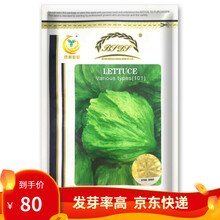 凤鸣雅世蔬菜种子射手101生菜种子球生菜种子种籽 包心叶球圆形耐热 春季秋冬季阳台四季盆栽菜种子盆栽 蔬菜种籽  射手101结球生菜种子5000粒