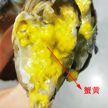 【活蟹】六月黄小螃蟹鲜活大闸蟹河蟹海鲜水产蟹类 安德兰 五元蟹 只只有黄【15只送2只】