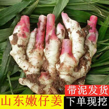 生姜新鲜嫩姜沙姜食用糖醋仔姜鲜嫩红芽大姜批发 【脆嫩无丝嫩姜】 出口红芽嫩姜净重1斤装