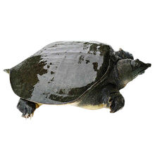 鲜美惊 甲鱼外塘大甲鱼活体生态王八中华鳖老鳖苗团鱼 生态散养4斤老鳖(实发4.0-2斤)